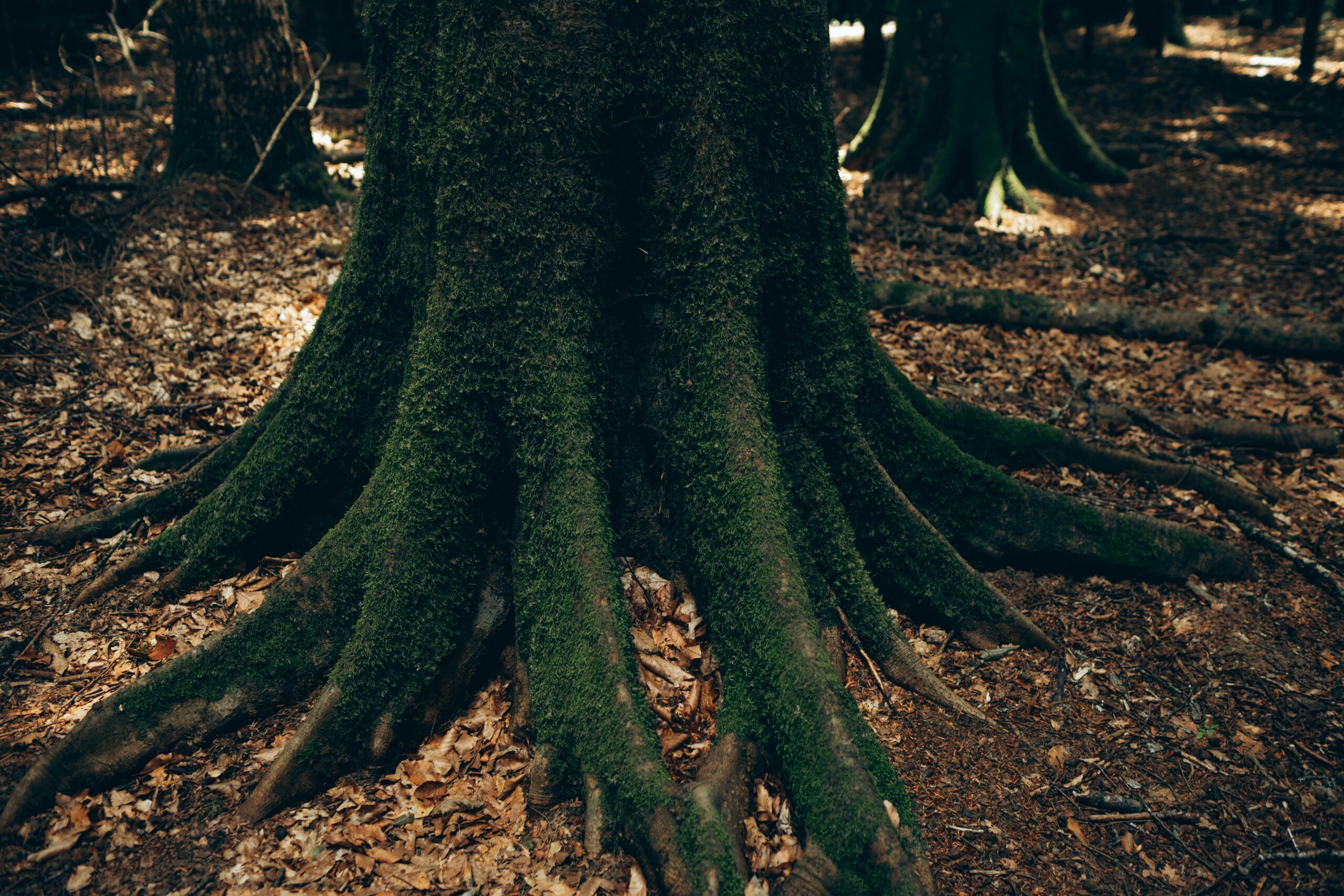 pexels photo 27269003 27269003