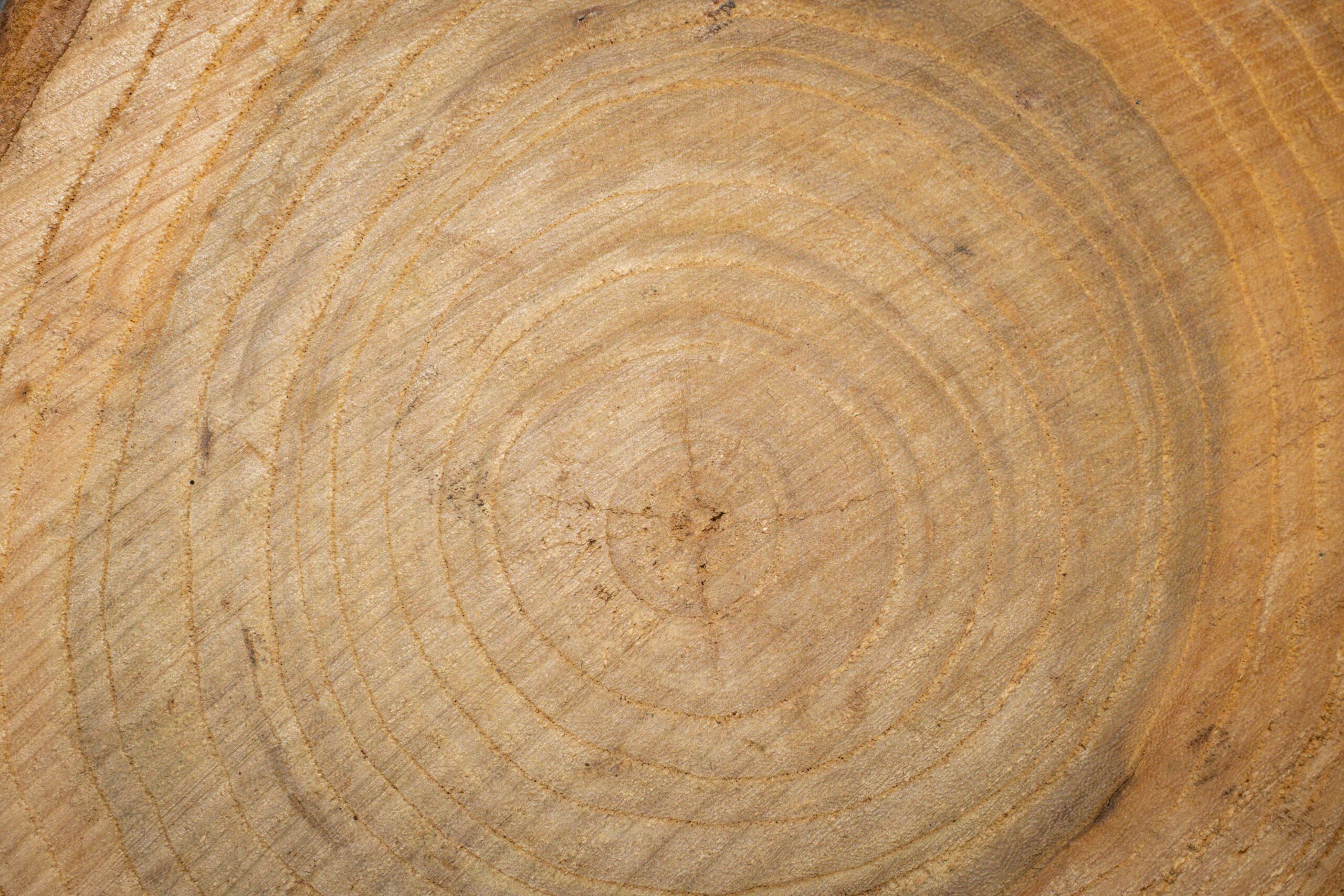 A detailed close-up of tree rings, highlighting natural patterns and growth history.